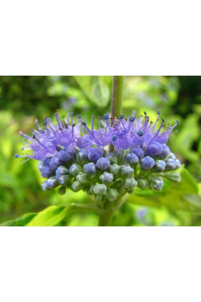 Caryopteris × clandonensis `Summer Sorbet`
